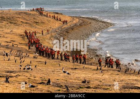 Cile, Punta Arenas, Isla Magdalena, l'isola dei pinguini Foto Stock