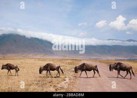 Gnu in fila su di Ngorongoro Conservation Area cratere, Tanzania. Fauna africana Foto Stock