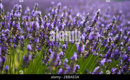 Campi di lavanda dell'isola di Washington Foto Stock