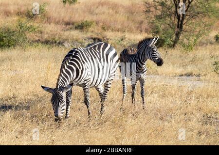 Zebre vicino Parco Nazionale di Tarangire e, Tanzania Africa. African Safari. Foto Stock