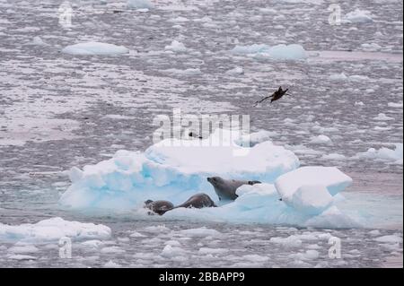 Guarnizione Craboater (Lobodon carcinophaga), canale Lemaire, Antartide. Foto Stock