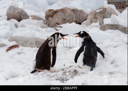 Pinguini Gentoo (Pygoscelis papua), Porto di Neko, Antartide. Foto Stock