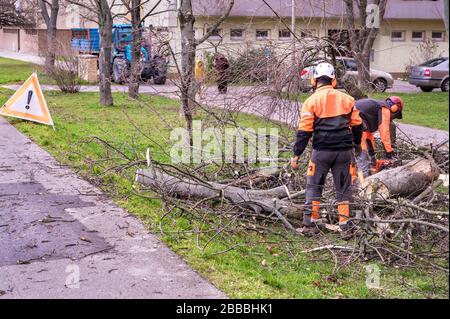 Uomini in generale e casco di sicurezza taglia tronco albero da motosega tra blocco di flast Foto Stock