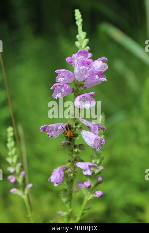 Obbediente impianto a Miami Woods a Morton Grove, Illinois, con un goldenrod soldato scarabeo Foto Stock