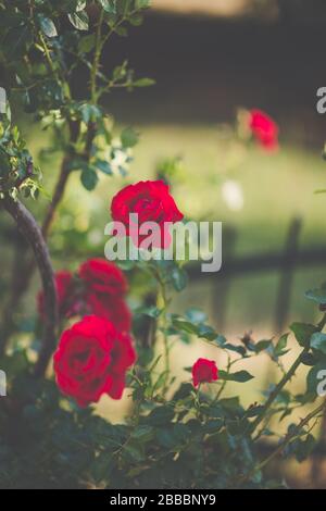 Particolare di recinzione di fiori con rose in fiore rosso rampicante. Concetto di design del giardino. Messa a fuoco selettiva morbida, sfondo sfocato, immagine di moody tonata. Copia Foto Stock