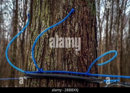 Raccogliere acero sap in primavera. Tubo in plastica fissato ad alberi di acero per raccogliere sap. Canada. Quebec. Messa a fuoco selettiva. Orientamento orizzontale. Foto Stock