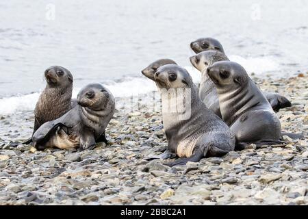 Cuccioli di foca antartica sulla spiaggia rocciosa Foto Stock