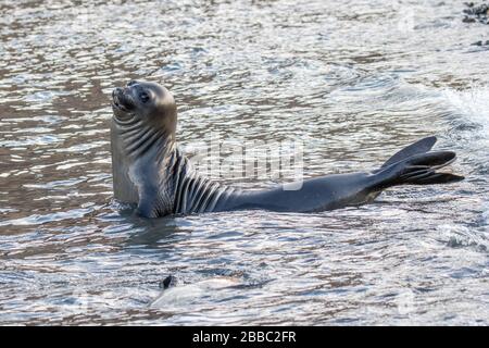 Southern Elephant Seal in acqua Foto Stock