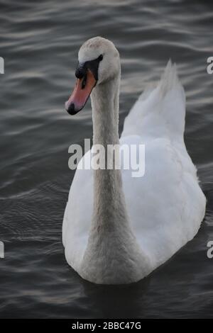 Cigno con piume bianche e becco arancione sulla superficie di acqua liscia e leggermente ondulata Foto Stock