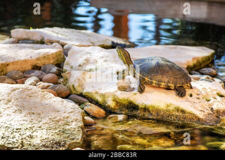 Tartaruga rossa in terrapina in un laghetto. La tartaruga è una specie semi acquatica appartenente alla famiglia Emydidae. Foto Stock