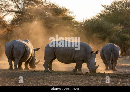 Tre rinoceronti bianchi, Ceratotherium simum, uno che guarda la fotocamera. Foto Stock