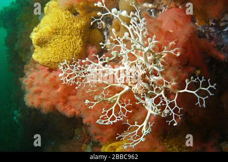 Basket star (Gorgonocephalus eucnemis), su corallo morbido (Euneftya rubiformis), Browning Wall, Queen Charlotte Foto Stock