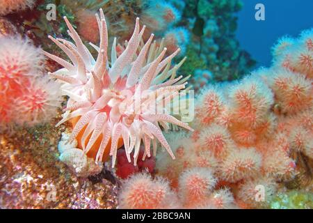 Anemone cremisi (Cribrinopsis fernaldi), corallo morbido (Euneftya rubiformis), passaggio di Browning, Regina Foto Stock