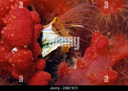 Granacle ghianda, Balanus nubilus, Browning Wall, Browning Passage, BC Foto Stock