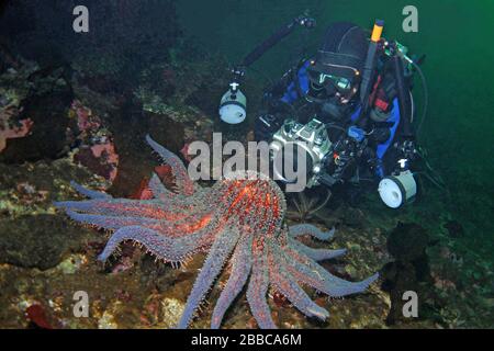 Stella di girasole e tuffatore (helianthoides di Pycnopodia), punto di Ratfish, entrata di Tahsis, BC Foto Stock