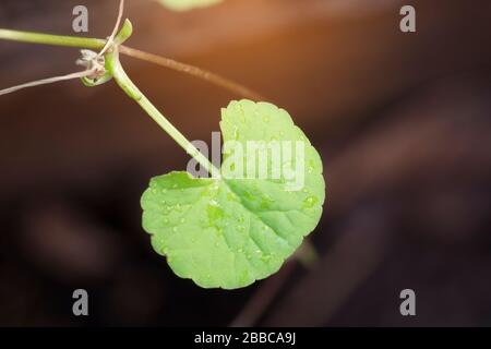 Foglie di Thankuni alle erbe, Centella asiatica, gotu kola Foto Stock