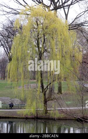 New York City, New York, Stati Uniti. 30th Mar, 2020. Un uomo ama il Central Park di New York lunedì, marzo 30th. Oggi c'era un accenno di primavera in aria e le persone hanno cercato di sfruttare al meglio il parco centrale anche mentre nelle vicinanze del parco si stava costruendo un ospedale di emergenza in risposta alla pandemia del virus corona. Credito: Adam Stoltman/Alamy Live News Foto Stock