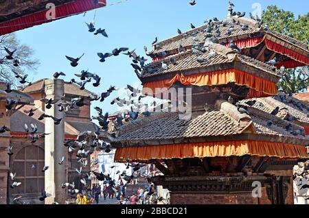 Kathmandu, Nepal - 6 marzo 2018: Un'enorme quantità di piccioni su Durbar (Central) Square a Kathmandu, Nepal. Questo posto è un patrimonio mondiale dell'UNESCO. Foto Stock