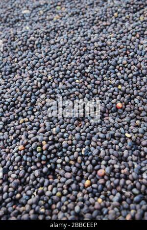 Bacche di caffè che asciugano il sole in una piccola tenuta di caffè in Wushwush, Etiopia. Foto Stock