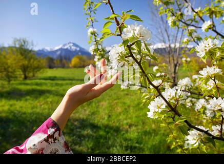 La donna in rosa kimono toccando i fiori sbocciano i fiori di ciliegio con la sua mano. Stagione Primavera concetto. Foto Stock