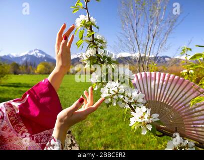 La donna in rosa kimono toccando i fiori di ciliegio fioriscono dalle sue mani. Stagione Primavera concetto. Foto Stock