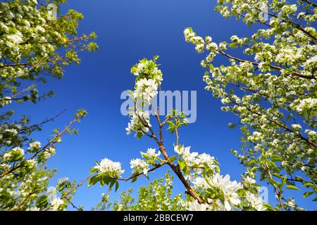 Bella la fioritura dei ciliegi nel periodo primaverile al cielo blu Foto Stock