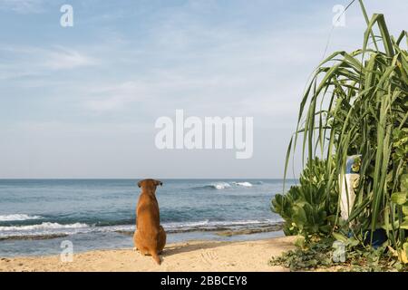Onde surf cane watching Foto Stock