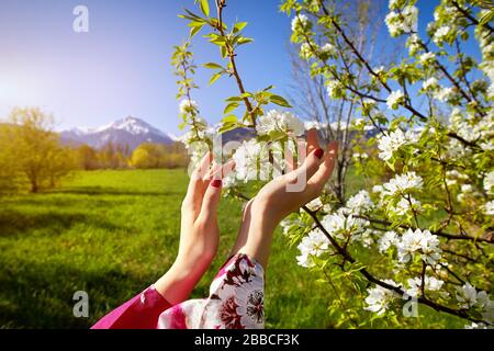 La donna in rosa kimono toccando i fiori di ciliegio fioriscono dalle sue mani. Stagione Primavera concetto. Foto Stock