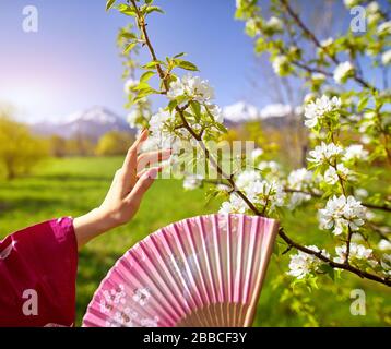 La donna in rosa kimono toccando i fiori sbocciano i fiori di ciliegio con la sua mano. Stagione Primavera concetto. Foto Stock