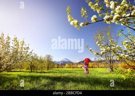 Donna in kimono con ombrello rosso in giardino con il bianco di fiori di ciliegio fiori in montagna innevata sullo sfondo Foto Stock