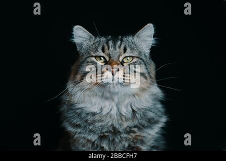 Gatto lanuginoso a righe. Ritratto di un importante gatto striato e soffice. Foto Stock