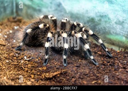 Enorme bianco brasiliano tarantula lanuginoso ragno peloso si siede a terra, vista laterale Foto Stock