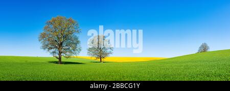 Barleysfield (Hordeum vulgare) con grandi querce solitarie (Quercus robur) in primavera sotto il cielo blu, Burgenlandkreis, Sassonia-Anhalt, Germania Foto Stock