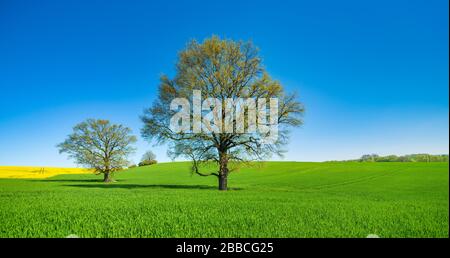 Barleysfield (Hordeum vulgare) con grandi querce solitarie (Quercus robur) in primavera sotto il cielo blu, Burgenlandkreis, Sassonia-Anhalt, Germania Foto Stock