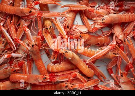 Scampi Dublino baia gamberi Norvegia aragosta crostaceo Nephrops Foto Stock