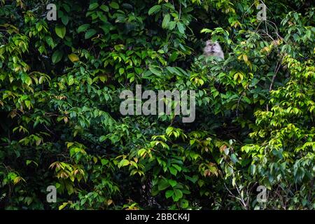 Macaque a coda lunga - Macaca fascicularis, scimmia comune dalle foreste del sud-est asiatico, boschi e giardini, isola di Pangkor, Malesia. Foto Stock