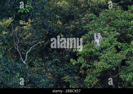 Macaque a coda lunga - Macaca fascicularis, scimmia comune dalle foreste del sud-est asiatico, boschi e giardini, isola di Pangkor, Malesia. Foto Stock