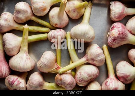 Aglio bulbi vassoio gruppo aglio Allium sativum bulbi cuoco ingrediente Foto Stock