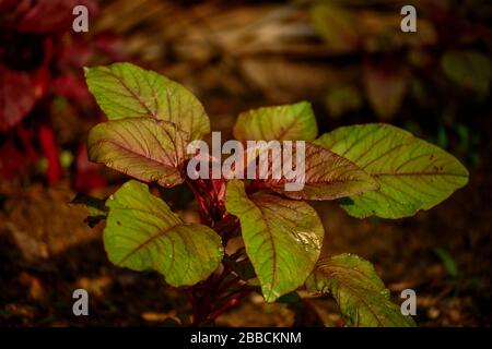 Spinaci rossi, Amaranthus dubius, Foto Stock