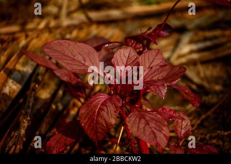 Spinaci rossi, Amaranthus dubius, Foto Stock