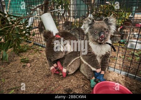 Un koala ferito salvato dalla Humane Society e portato alla tenda di triage al Kangaroo Island Wildlife Centre per la triage di lesioni. Foto Stock