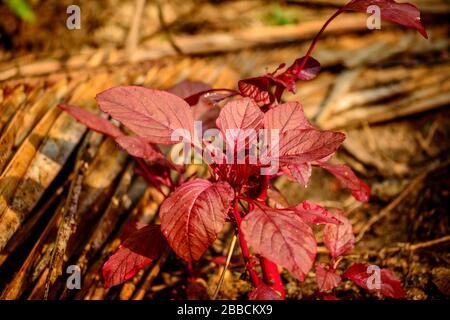 Spinaci rossi, Amaranthus dubius, Foto Stock