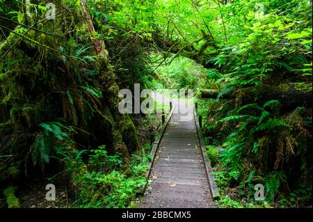 San Joseph Bay, Cape Scott Provincial Park, Vancouver Island, British Columbia, Canada Foto Stock