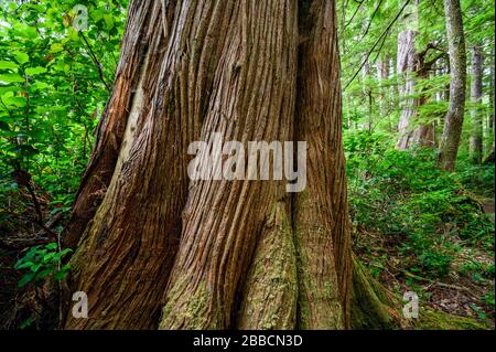 San Joseph Bay, Cape Scott Provincial Park, Vancouver Island, British Columbia, Canada Foto Stock