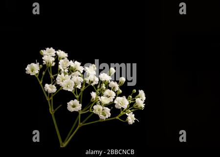Fiore di Gypsofila isolato su uno sfondo nero Foto Stock