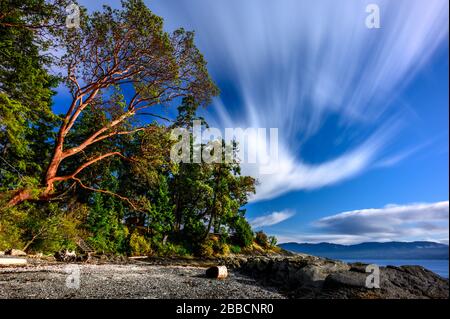 Arbutus (Madrones) albero (arbutus), Moses Point, Saanich Nord, Vancouver Island, BC Canada Foto Stock