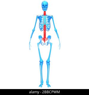 La colonna vertebrale di scheletro umano anatomia del sistema Foto Stock