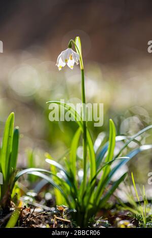 I fiocchi di neve bianchi (Leucojum vernum) stanno fiorendo nella valle Polenztal Foto Stock