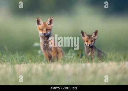 Cuccioli Red Fox Foto Stock