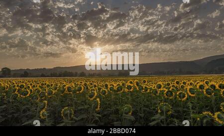 Agricoltura e salvia de la vallée de l'Ain. Lever de soleil sur un champs de tournesols fleuris. Foto Stock